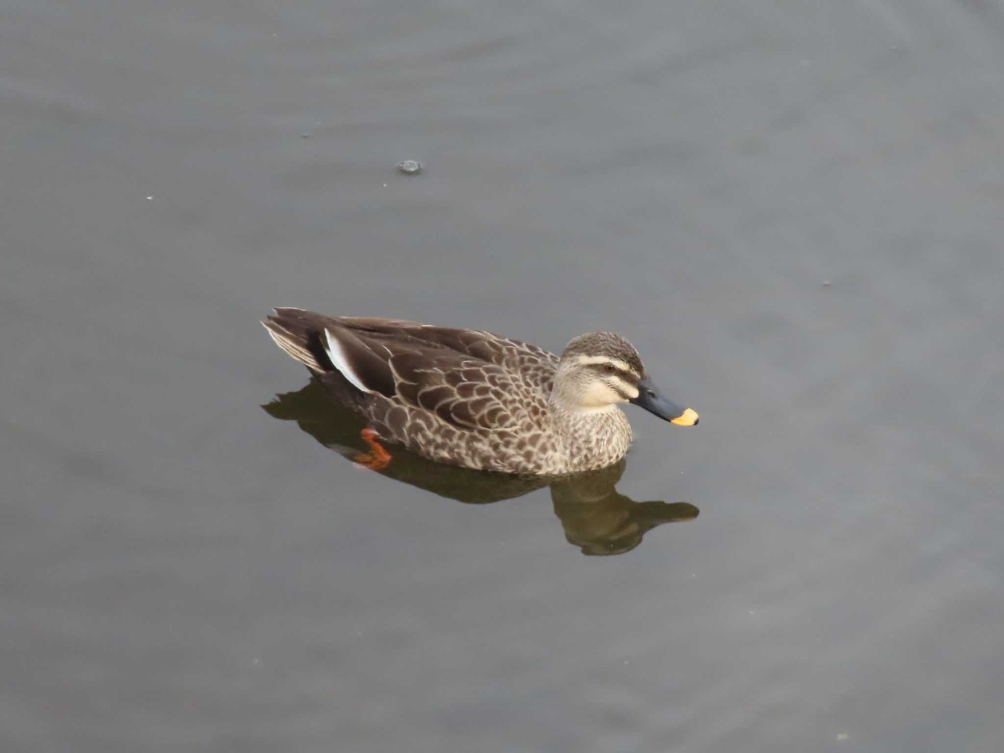 Photo of Eastern Spot-billed Duck at 東大和市 by ぴよろぴ