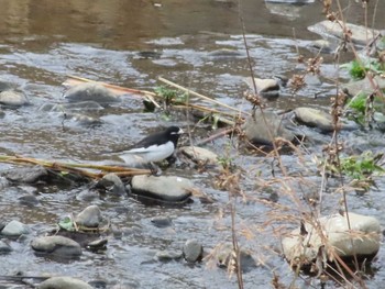 Japanese Wagtail 東大和市 Tue, 12/29/2020