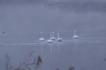 Tundra Swan 越辺川 Mon, 11/21/2016