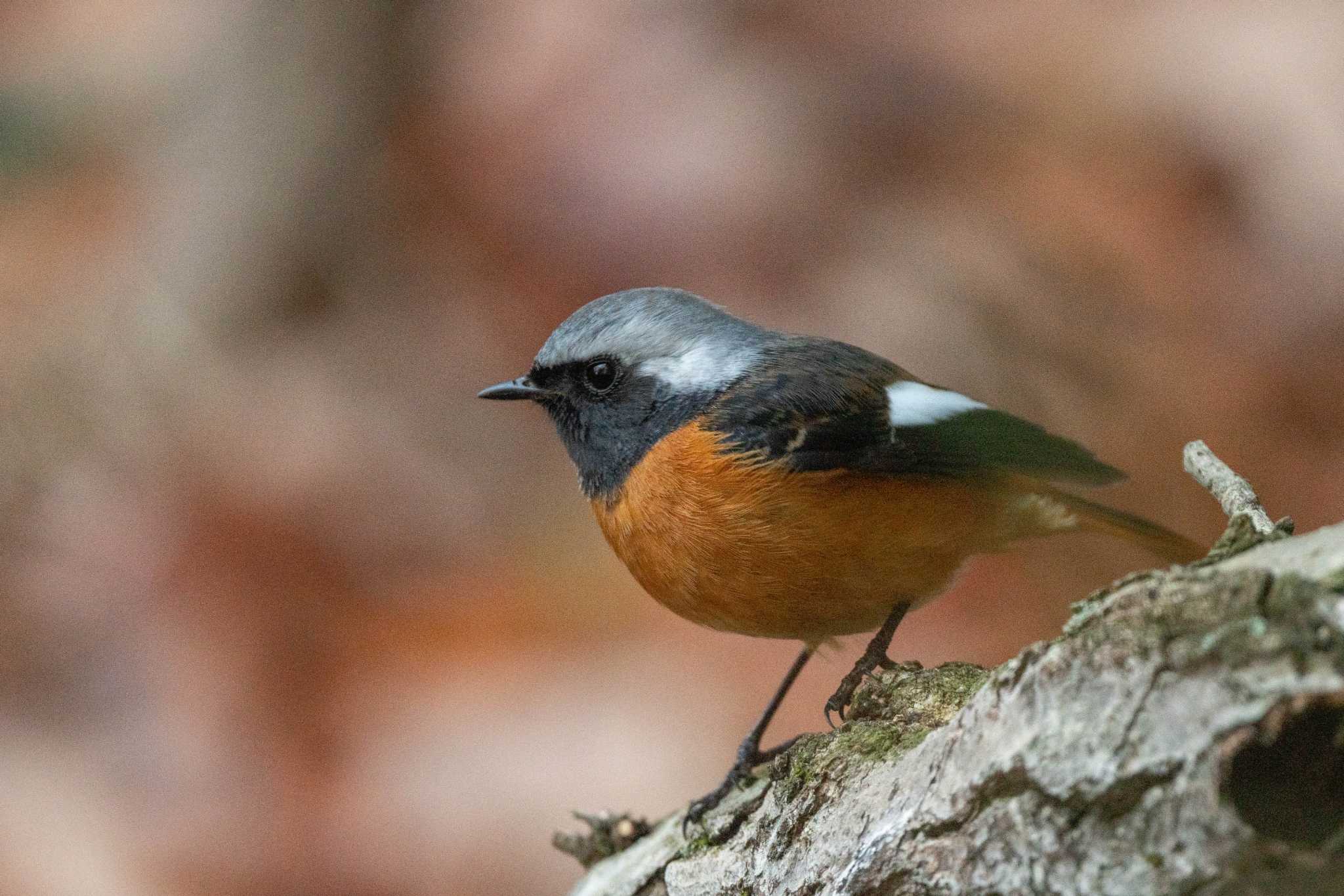 Photo of Daurian Redstart at 馬見丘陵公園 by veritas_vita