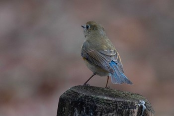 ルリビタキ 馬見丘陵公園 2020年12月31日(木)