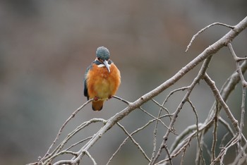 カワセミ 薬師池公園 2020年12月28日(月)