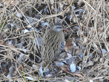 Brown-cheeked Rail 境川親水地公園 Thu, 12/31/2020