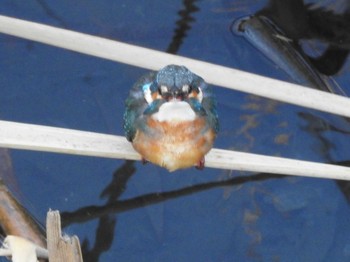 Common Kingfisher 境川親水地公園 Thu, 12/31/2020