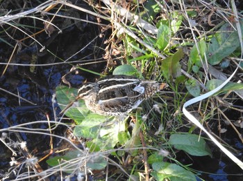 タシギ 境川親水地公園 2020年12月31日(木)