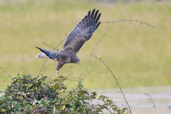 チュウヒ 五主海岸 2016年11月20日(日)