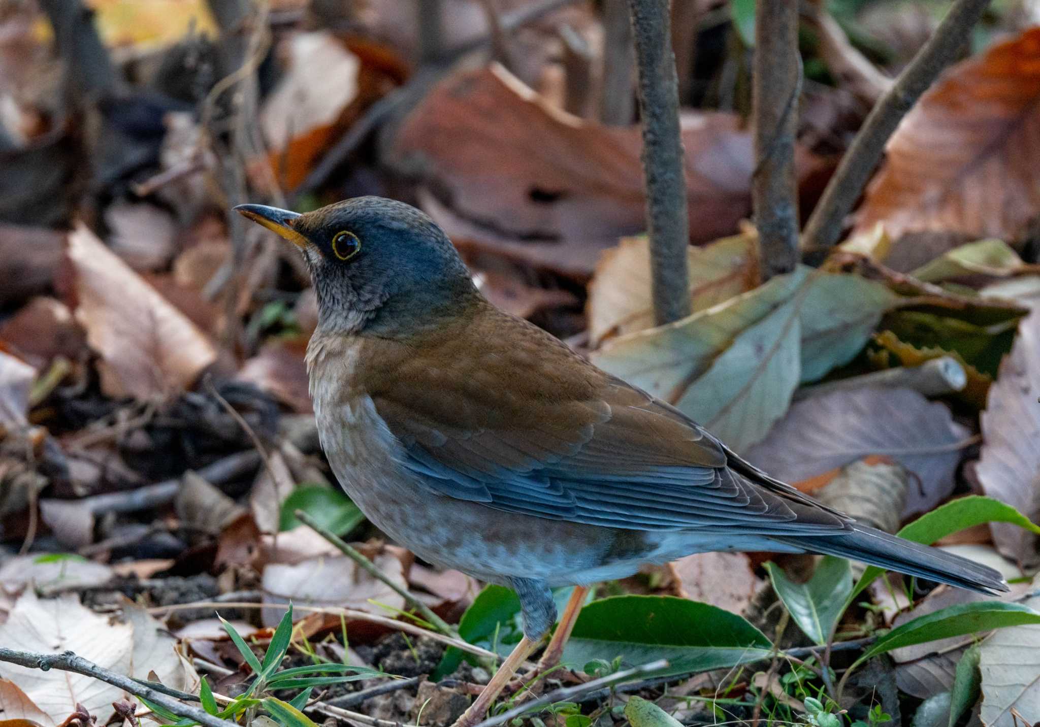 Photo of Pale Thrush at 馬見丘陵公園 by veritas_vita