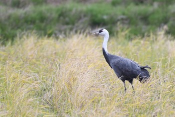 ナベヅル 鍋田干拓地 2016年11月20日(日)