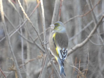 カワラヒワ 境川親水地公園 2020年12月31日(木)