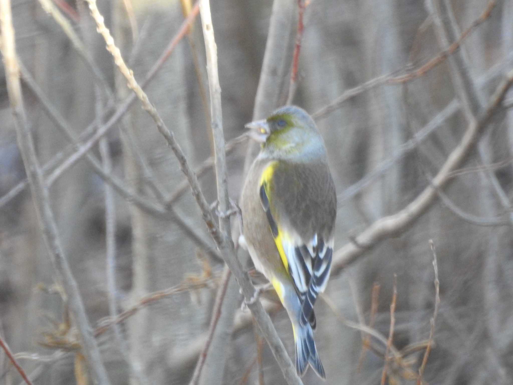 Photo of Grey-capped Greenfinch at 境川親水地公園 by きよ