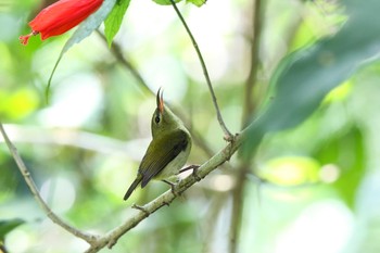 Fork-tailed Sunbird タイポカウ Sun, 11/6/2016