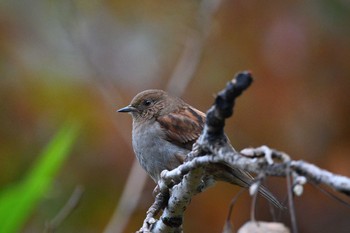 2020年11月23日(月) 和泉葛城山の野鳥観察記録