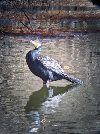 カワウ 石神井公園 2020年12月31日(木)