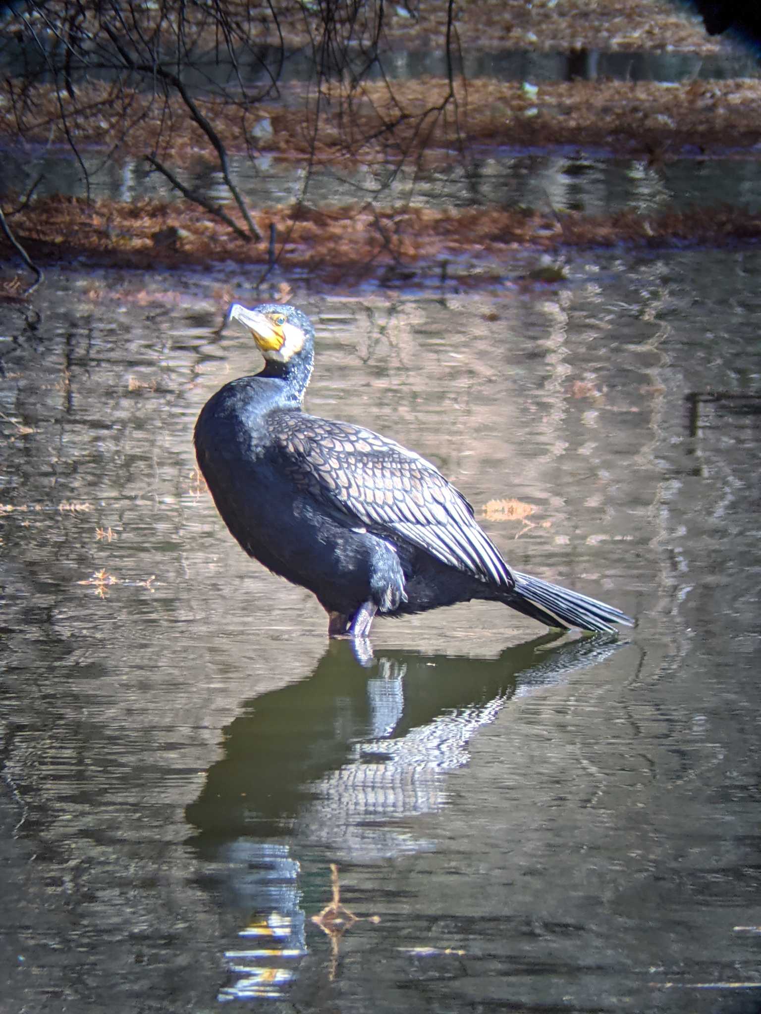 石神井公園 カワウの写真 by Sweet Potato