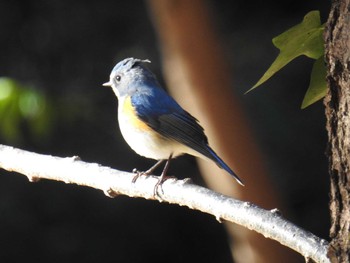 2020年12月31日(木) 座間谷戸山公園の野鳥観察記録