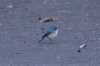 Thu, 12/31/2020 Birding report at 生田緑地