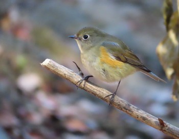 2020年12月31日(木) 小山田緑地公園の野鳥観察記録