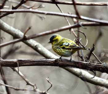 Eurasian Siskin Unknown Spots Sun, 11/20/2016