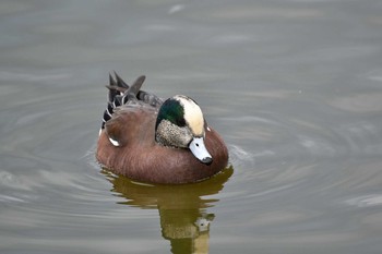 Sun, 11/22/2020 Birding report at 大阪市