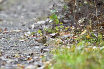 2020年11月22日(日) 兵庫県の野鳥観察記録