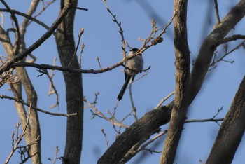 2020年12月31日(木) 赤羽自然観察公園の野鳥観察記録