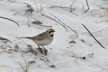 Horned Lark 小樽 Tue, 12/29/2020