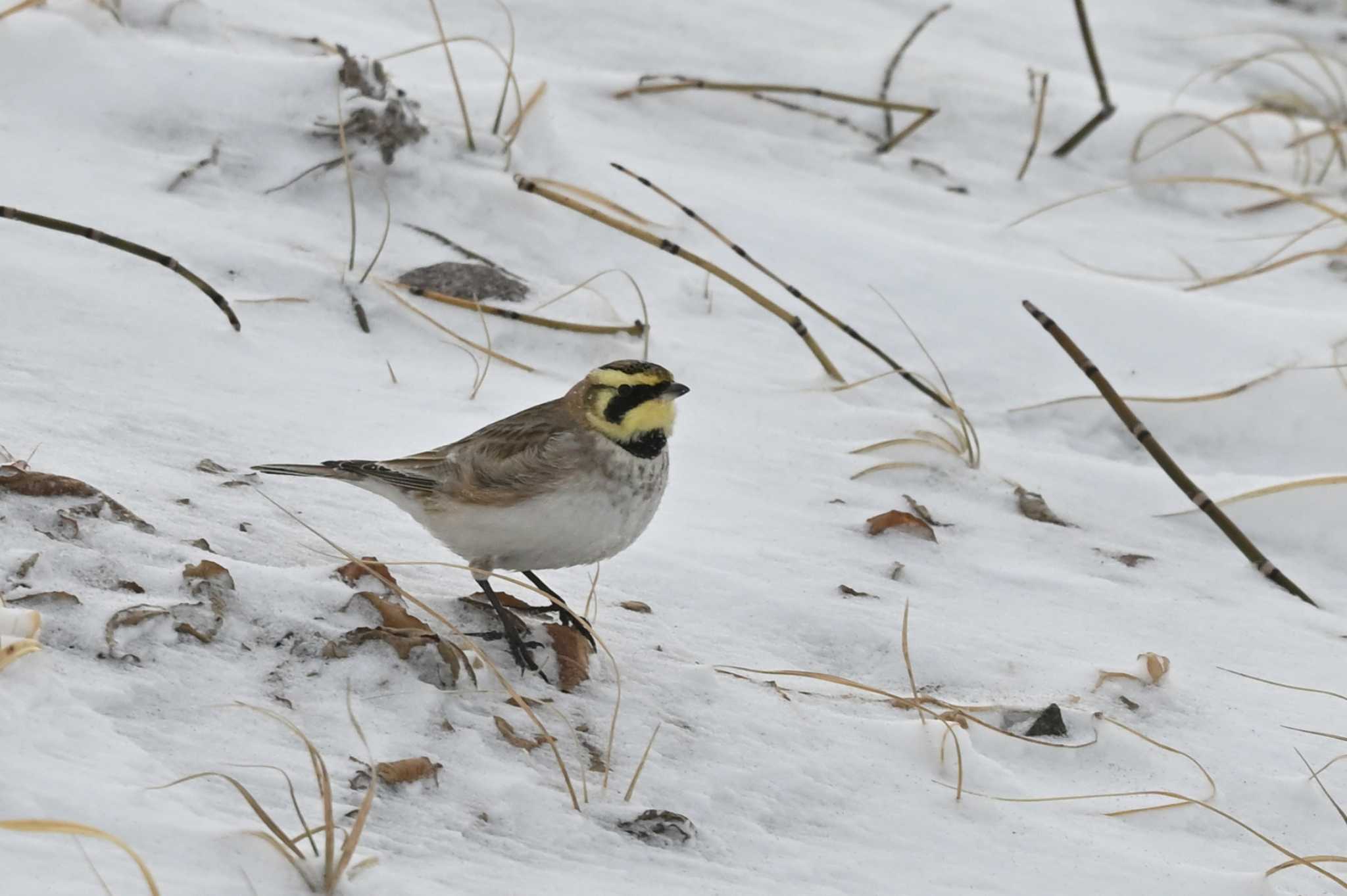 Photo of Horned Lark at 小樽 by mike2475