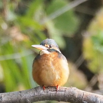 Common Kingfisher Mizumoto Park Sun, 11/13/2016