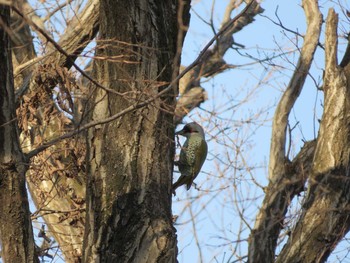 2020年12月31日(木) 八国山の野鳥観察記録