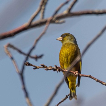 Grey-capped Greenfinch 室見川 Sun, 12/6/2020