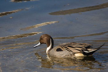 Northern Pintail 室見川 Sun, 12/6/2020