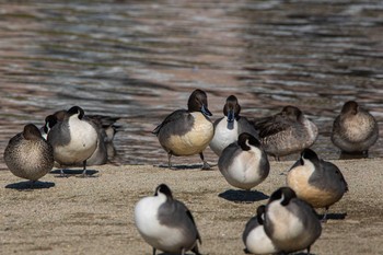 Northern Pintail 室見川 Sun, 12/6/2020