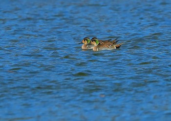 トモエガモ 愛知県 2020年12月30日(水)