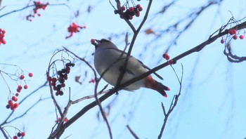 ヒレンジャク 旭山記念公園 2020年12月31日(木)