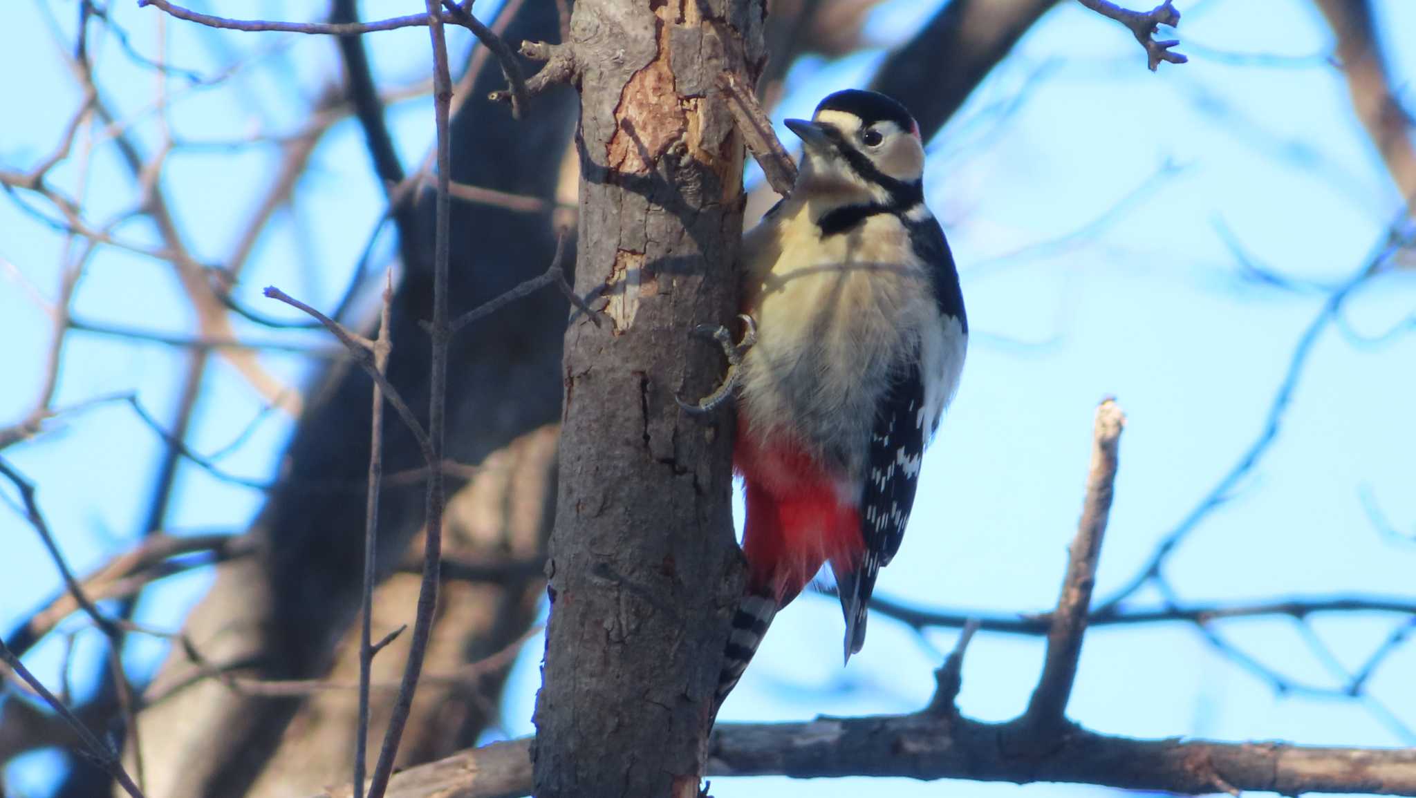 Photo of Great Spotted Woodpecker at Asahiyama Memorial Park by くまちん