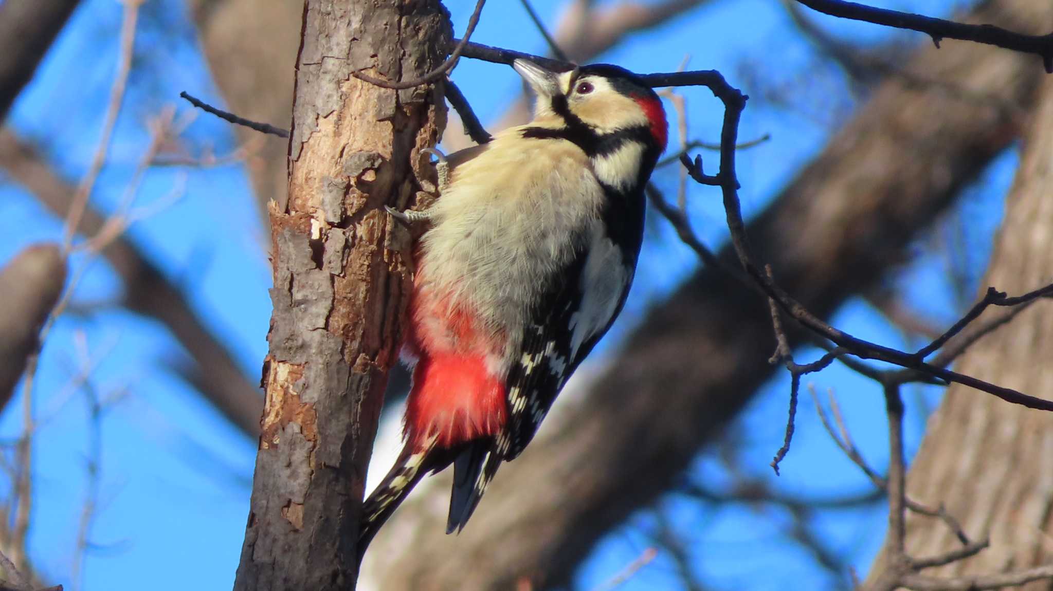 Photo of Great Spotted Woodpecker at Asahiyama Memorial Park by くまちん