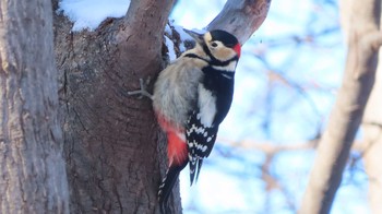 Great Spotted Woodpecker Asahiyama Memorial Park Thu, 12/31/2020