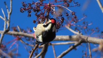 Great Spotted Woodpecker Asahiyama Memorial Park Thu, 12/31/2020