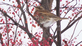 Dusky Thrush Asahiyama Memorial Park Thu, 12/31/2020