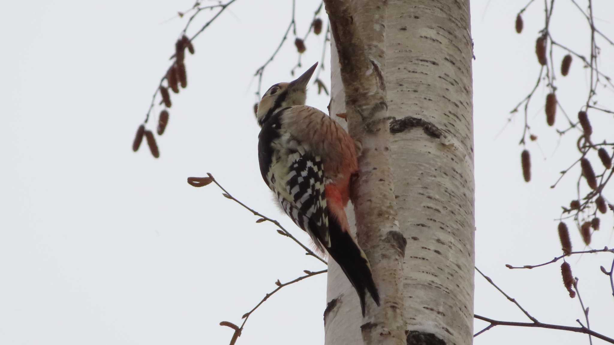 Photo of White-backed Woodpecker at Asahiyama Memorial Park by くまちん