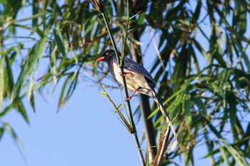 Red-billed Blue Magpie タイポカウ Fri, 11/4/2016