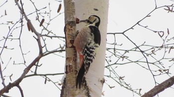 White-backed Woodpecker Asahiyama Memorial Park Thu, 12/31/2020