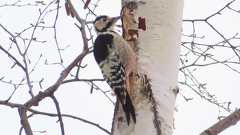 White-backed Woodpecker Asahiyama Memorial Park Thu, 12/31/2020