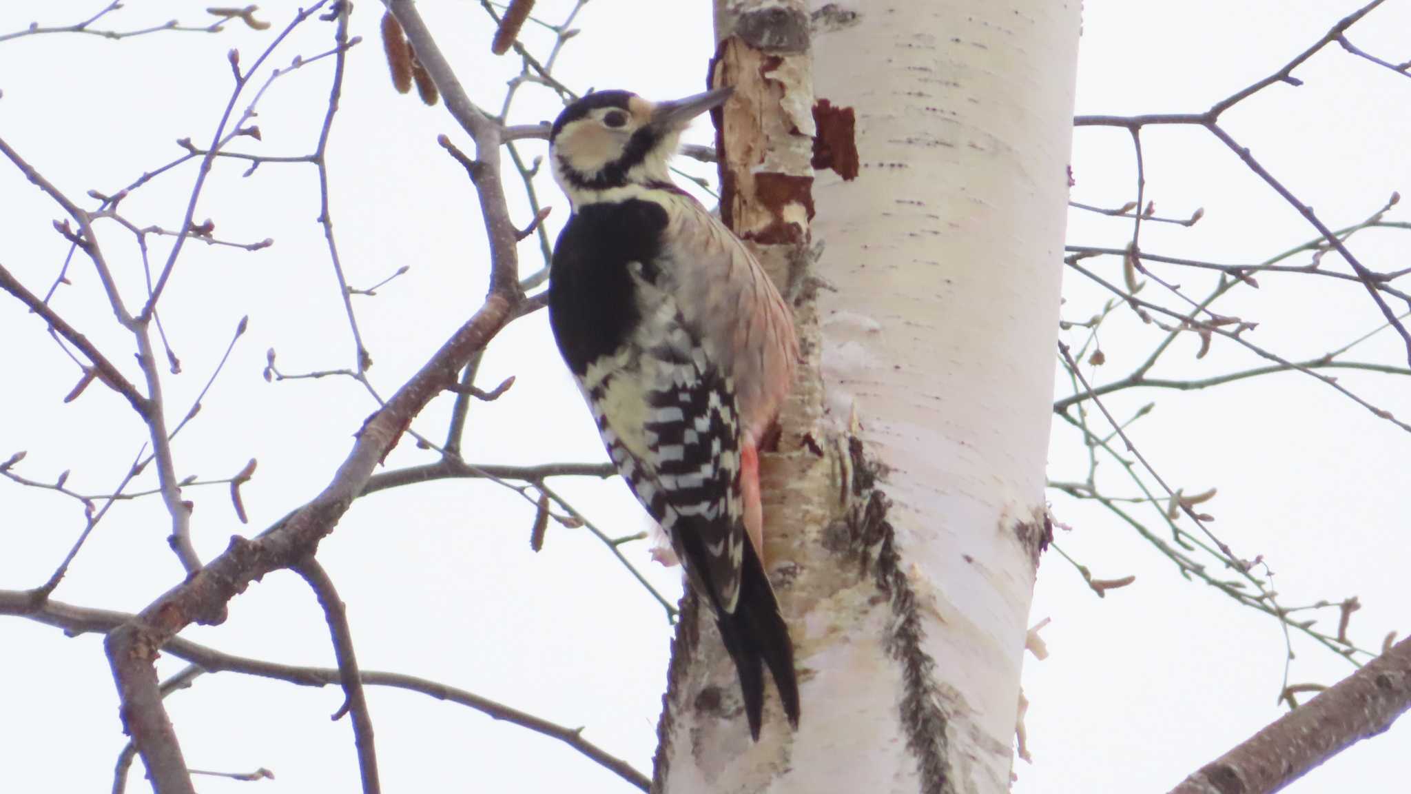 Photo of White-backed Woodpecker at Asahiyama Memorial Park by くまちん