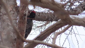 Black Woodpecker Unknown Spots Thu, 12/31/2020