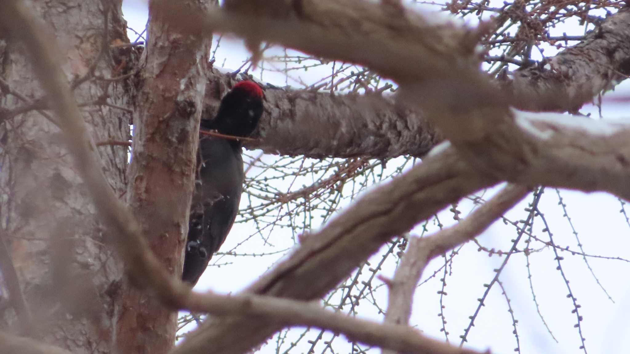 Photo of Black Woodpecker at  by くまちん