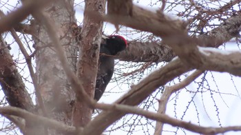 Black Woodpecker Unknown Spots Thu, 12/31/2020