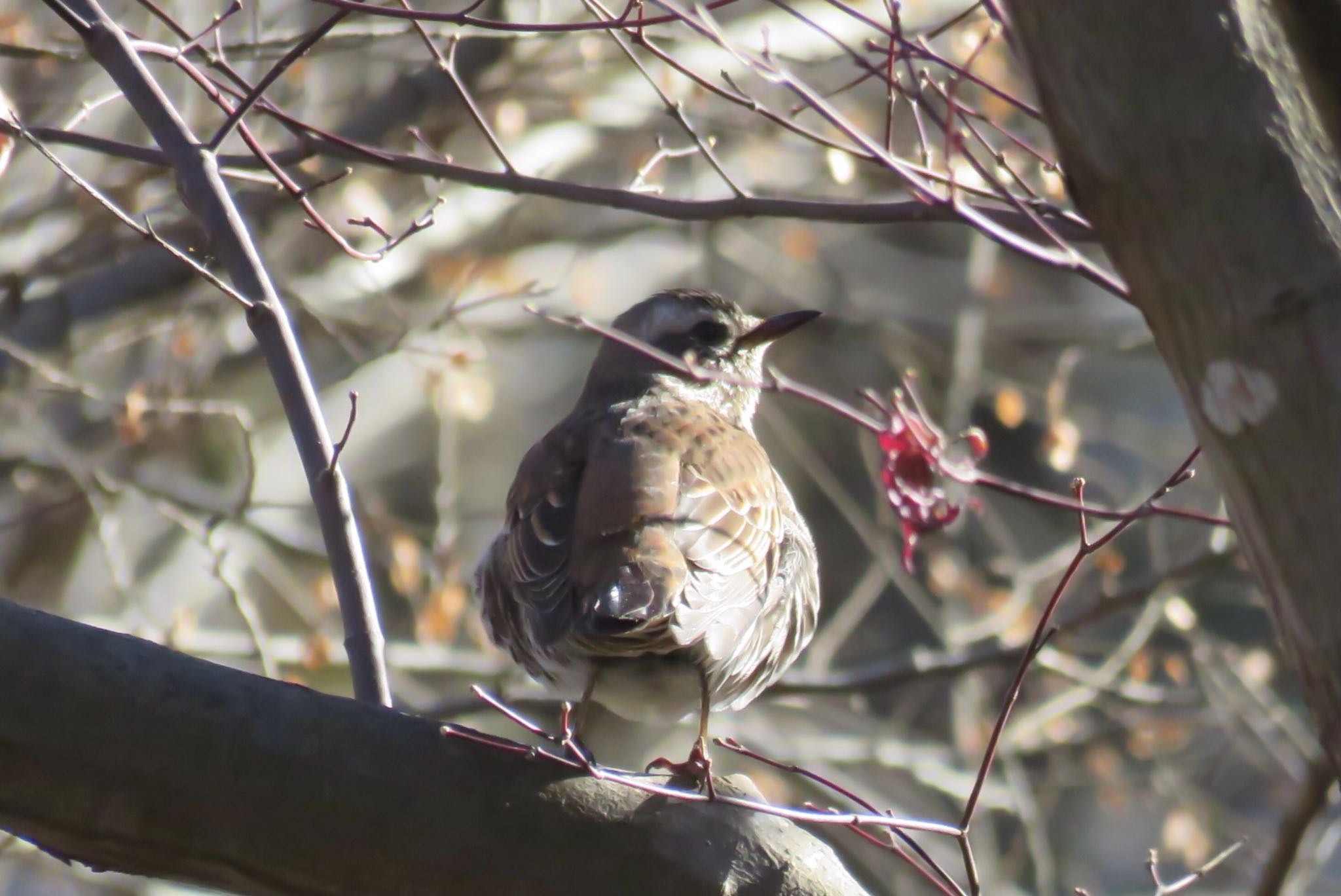 薬師池公園 ツグミの写真