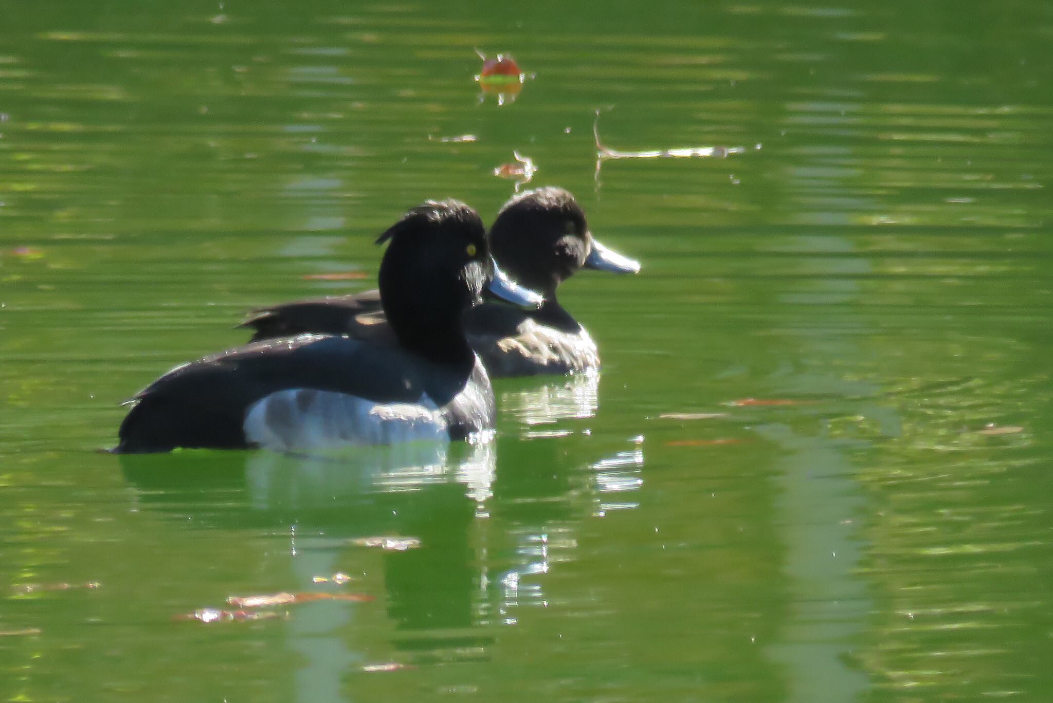 薬師池公園 キンクロハジロの写真