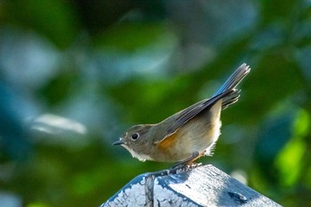 2020年12月31日(木) 明治神宮の野鳥観察記録